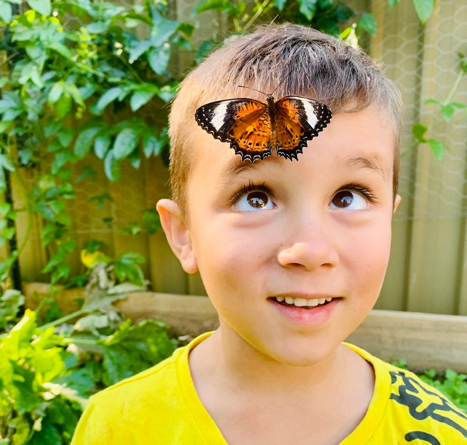 Butterfly Chrysalis Kit