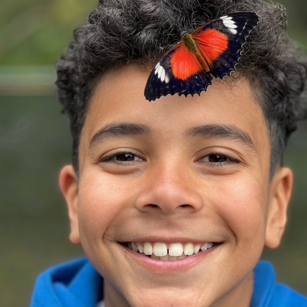 Butterfly Chrysalis Kit