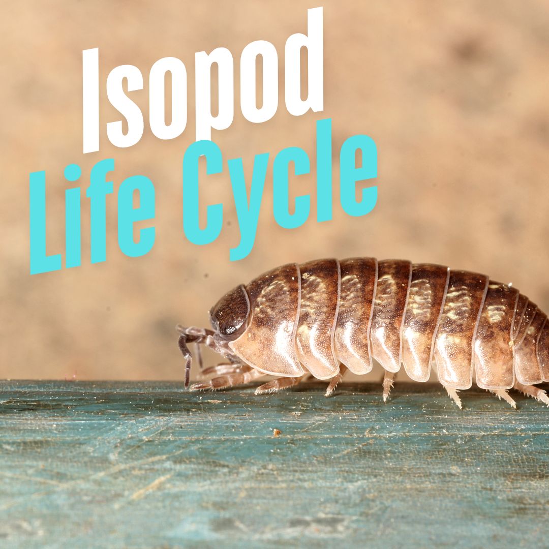 Isopod Life Cycle Kit