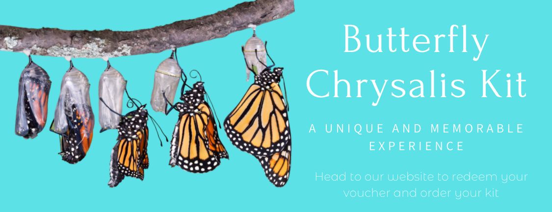 Butterfly Chrysalis Kit Instant Gift Certificate