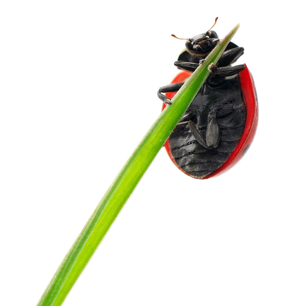 Affordable Insect Life Cycle Kit | Amazing Insect Incursion | Bug Shop