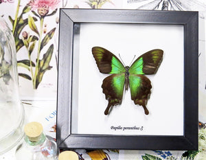 Real Green Butterfly Gift Frame- Papilio palinurus