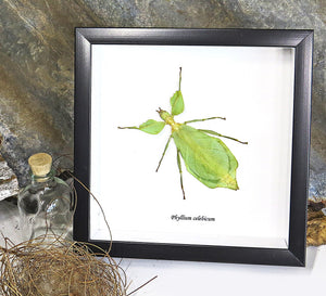 Leaf Insect Gift Frame