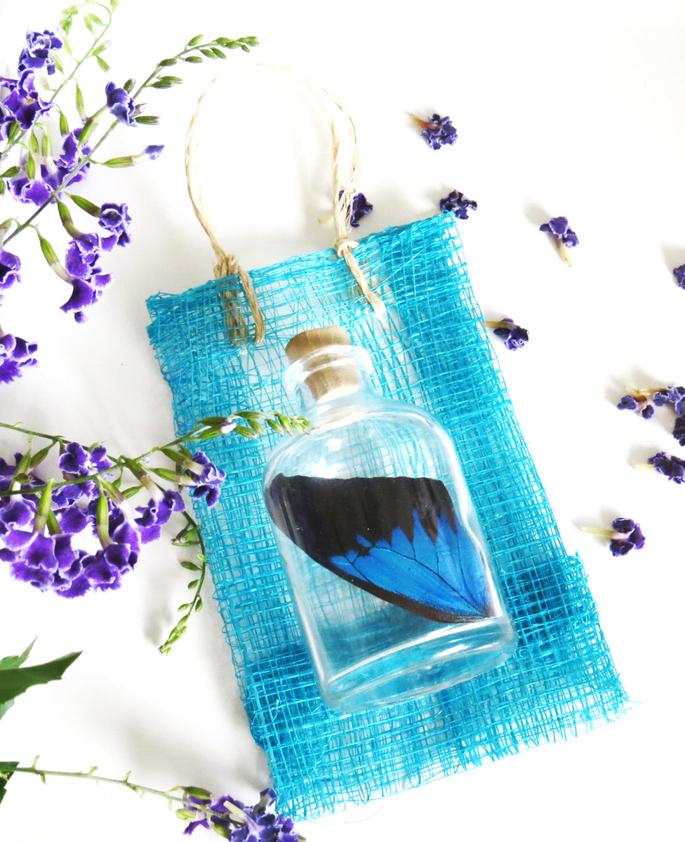 Butterfly Chrysalis Kit Australia Butterfly Life Cycle Kit Bug Shop